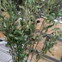 Artificial Olive Tree Tall Fake Potted Olive Silk Tree with Planter Large Faux Olive Branches and Fruits Artificial Tree for Modern Home Office Living Room Floor Decor Indoor (7FT)