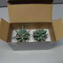 Der Rose Set of 2 Succulents Plants Artificial Fake Cactus Plants for Living Room Bathroom Bedroom Aesthetic Home Shelf Decor