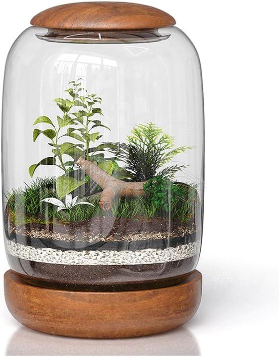 Exclusive Glass Terrarium, Beautifully Enhanced by a Natural Wood lid and Base. Excellent for Plants and Decoration, for Home or Office: Size: 8.7" Tall (22 cm) by 6.3" Wide (16 cm)