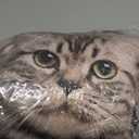 19.6'' Cat Shape Throw Pillow Plushie Doll - 3D Simulation Plush Stuffed Animal Toy for Kids, Sofa Chair Home Decor (Grey)