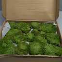 FAICOIA Preserved Moss Bulk Green Natural Preserved Pole Moss Pillow for Potted Plants 2.5 sq.ft Green Moss Balls for Bowls Wall Art Terrariums Crafts Fairy Gardens Easter Table Decor