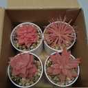 Der Rose 4 Packs Fake Succulents Plants Artificial Indoor for Pink Room Bathroom Decor Office Desk Accessories for Women
