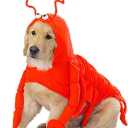 Casual Canine Lobster Paws Dog Costume, Medium (Fits lengths up to 16"), Red-Orange (M (Neck: 13", Girth: 22", Back: 16"))