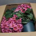 Artificial Geranium Bush 20 Inch Outdoor Potted Artificial Plant for Front Porch, UV Resistant Faux Flower Bush for Garden, Yard & Patio Decor (2 Pack)