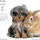 Gladstone Media, Puppies & Friends 2026 Desk Calendar
