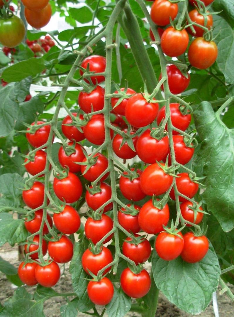 8 x Seeds Red Cherry Tomato Tall Bush Heirloom Vegetable Non-GMO