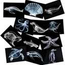 Animal X-Ray Set, Educational Science Kit, Light Table Accessory for Children (Sea Animals)