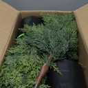 3FT Christmas Faux Cedar Topiary Tree Artificial Shrubs Evergreen Cypress Potted Plants Fake Greenery Decoration for Front Door Porch Holiday Farmhouse Garden Indoor Outdoor Home Décor (2, 3ft)