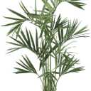 Nearly Natural 6ft. Kentia Palm Silk Tree