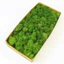 Preserved Reindeer Moss Natural Green DIY Kit Gardenning Art Wall Decor Florist Decor Easter Table Decor Wedding (0.85 lb, Green-02)
