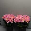 2 Sets of Artificial Camellia Topiary Ball Trees - Fake Flower Potted Plants, UV Resistant Faux Camellia Potted Bushes for Front Door, Farmhouse, Porch, Garden, Outdoor Decoration (Pink)