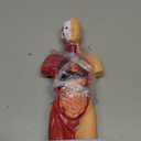 Human Torso Anatomy Model with Digital Manual, 15 Pcs Removable 10.6in Human Body Model for Kids, Human Torso Anatomy Model with Base for Science Education