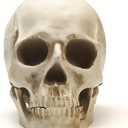 SOACH Resin Skull, 1:1 Human Skull, Human Head Model for Home Decoration, Halloween Statue, Bone Model, Model Anatomical Medical Skeleton, Jaw is Movable (White)