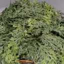 9 FT Christmas Garland, Cedar Garland -Realistic Artificial Christmas Garlands for Indoor and Outdoor Decor,Fireplace,Mantle,Doorway,Wreath-Green Faux Pine Garland for Christmas Decorations (1, 9 FT)