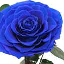 Preserved Roses Handmade Preserved Flowers in Glass Dome, Blue Rose Never Withered, Birthday Gifts for Women (13 inch)