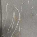 PetSafe Happy Ride Compact Telescoping Dog Ramp - Portable Pet Ramp for Cars, Trucks & SUVs with Adjustable Sizing - Non-Slip Design - Lightweight Pet Mobility Assistance - Extra Long