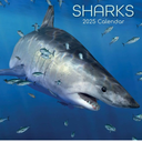Sharks - Haie 2025 - 16-Monatskalender: Original Gifted Stationery-Kalender [Mehrsprachig] [Kalender] Calendar