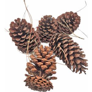 Zugar Land 12 Pack Pine Cones - Assorted Sizes - Real All Natural Pinecones in Bulk (Unscented) Various Size - Perfect for Arts and Crafts, Home Decor Accent Vase Filler. (Assorted Sizes)