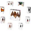 9 Pcs Insects Taxidermy Bat Set,Bat Specimen Bugs in Resin Taxidermy Animal Bulk Collection for Scientific Eduation,Entomology Supplies Display,Oddity Bug Gifts Decor Paperweights(Real Bat in Resin)