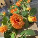 5.9FT Bendable Rose Flower Garlands, Artificial Silk Wild Roses Vine Hanging Flowers for Wall Fireplace Fence Trellis Wedding Baby Shower Home Spring Decor (Orange,2PC)