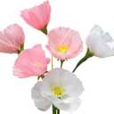 Mybbshower Crepe Paper Flower DIY Making Kit, Icelandic Poppy, Assorted Colors Blush Pink Cream 24 Count