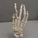 Human Hand Skeleton Model on Base, Hand Bone,Life Size, Articulated