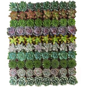Shop Succulents Rosette Succulent Plant Pack Collection - Live Mini Succulent Plants, Low Maintenance, Floral Shaped Mix of Colors & Textures - Wedding and Party Favors, Gift & Garden, Pack of 32