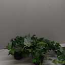 American Plant Exchange English Ivy Bundle, 2 Pack 4-Inch Pots, Green and Variegated, Vining Houseplants, Live Indoor Plants, Fast Growing, Easy to Care, Versatile Home & Garden Dcor