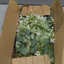 lovemoon Mixed Greenery Artificial Eucalyptus Stems, Baby Breath Artificial Flowers Bulk and Eucalyptus Leaves for Wedding Bouquets Home Office Floral Decor (200, Green and White)