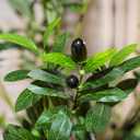 6ft Faux Olive Tree, Artificial Olive Tree Indoor, High Imitation Silk Plant Fake Olive Tree with Realistic Leaves and Fruits, Suitable for Home Living Room Office Decoration