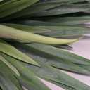 24" Tall Lifelike Large Artificial Agave Sisalana Succulent Plant for Indoor and Outdoor Home Dcor (Green)