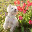 Lionheart glory Dog Collar Pink Flower Summer Spring Cute Collars Dog Girl or Boy Soft Durable Adjustable Collars for Large Dogs Pet Gift (Large(Pack of 1), Red Roses)