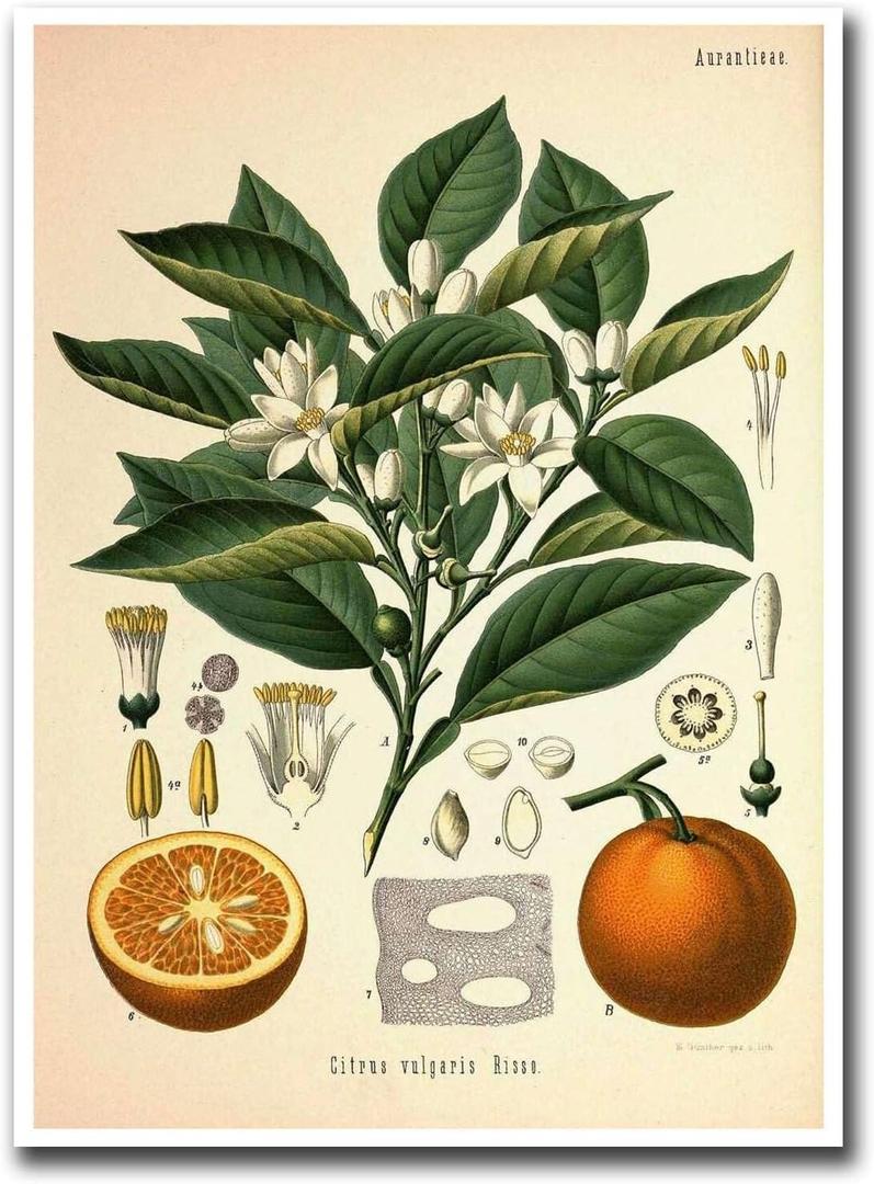 YOUXIGOUYUE Canvas Painting Wall Mural Print Vintage Print Orange Plant Poster Living Room and Bedroom Office Decoration 12x18inch (Without Frame)