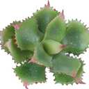 Duovlo Artificial Succulent Plant 7.08 Inch Faux Succulents Agave Potatorum Flower Arrangement Craft Wall DIY Materials Pack of 2 (Green)