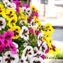 Geegoods Extra Full 36 Stems Artificial Pansies Flowers for Outdoor with 6 Pcs Butterflies, UV Resistant Faux Flowers for Hanging Baskets Window Box Porch Garden Summer Decor