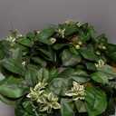 24 inch magnolia leaves and berry grapevine wreath