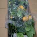 Jexine 2 Pack Artificial Lemon Tree Tall Fake Plant Pre Potted Faux Lemon Tree Realistic Fruits for Indoor Home Decor Office Living Room(5 ft)