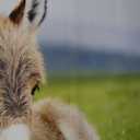 Animal Baby Donkey Meadow Room Aesthetics Posters Canvas Posters Bedroom Decoration Sports Office Decoration Gifts Wall Art Decoration Printing Posters, 40inx30in