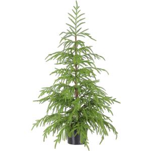 WBHome 3ft Tabletop Artificial Norfolk Pine Tree - 36" Faux Tree Potted Green for Front Porch Christmas Indoor Outdoor Decor