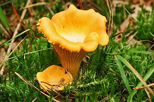 CEMEHA SEEDS Mushrooms Golden Chanterelle (Cantharellus cibarius) Mycelium Spores Spawn Dried Organic,500 Seeds