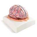 EVOTECH SCIENTIFIC Human Brain Model w/Arteries, 7 Parts Life Size Anatomy Brain Model on a Base Show Horizontal Plain Through Eyeball Level for Science Classroom Study Display, Manual Included