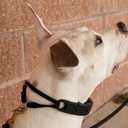 Starmark Pro-Training Dog Collar Large