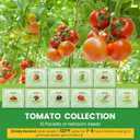2 x 10 Pack Tomato Seeds Variety Pack -5000+ Garden Tomato Seeds for Planting Outdoors & Indoor Home Gardening Gift, Roma, Chreey Tomatoes & More