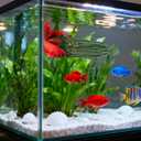 Homoyoyo 10pcs Spawning Mops, Aquarium Breeding Spawning Fish, Floating Hiding Grass for Fish and Shrimp Egg Laying, Aquarium Tank Decorative Breeding Accessories