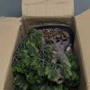 Artificial Bonsai Tree Fake Plants for Home Decor, Living Room Bathroom Bookshelf Entryway Table Wall Shelf Modern Farmhouse Decor, 9.5" Tall, Green