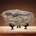 XINDAM Resin Tyrannosaurus Rex Dinosaur Fossil Statue Model Simulated Skeleton Home Office Display Decorative Craft Box Decoration (Style 5)