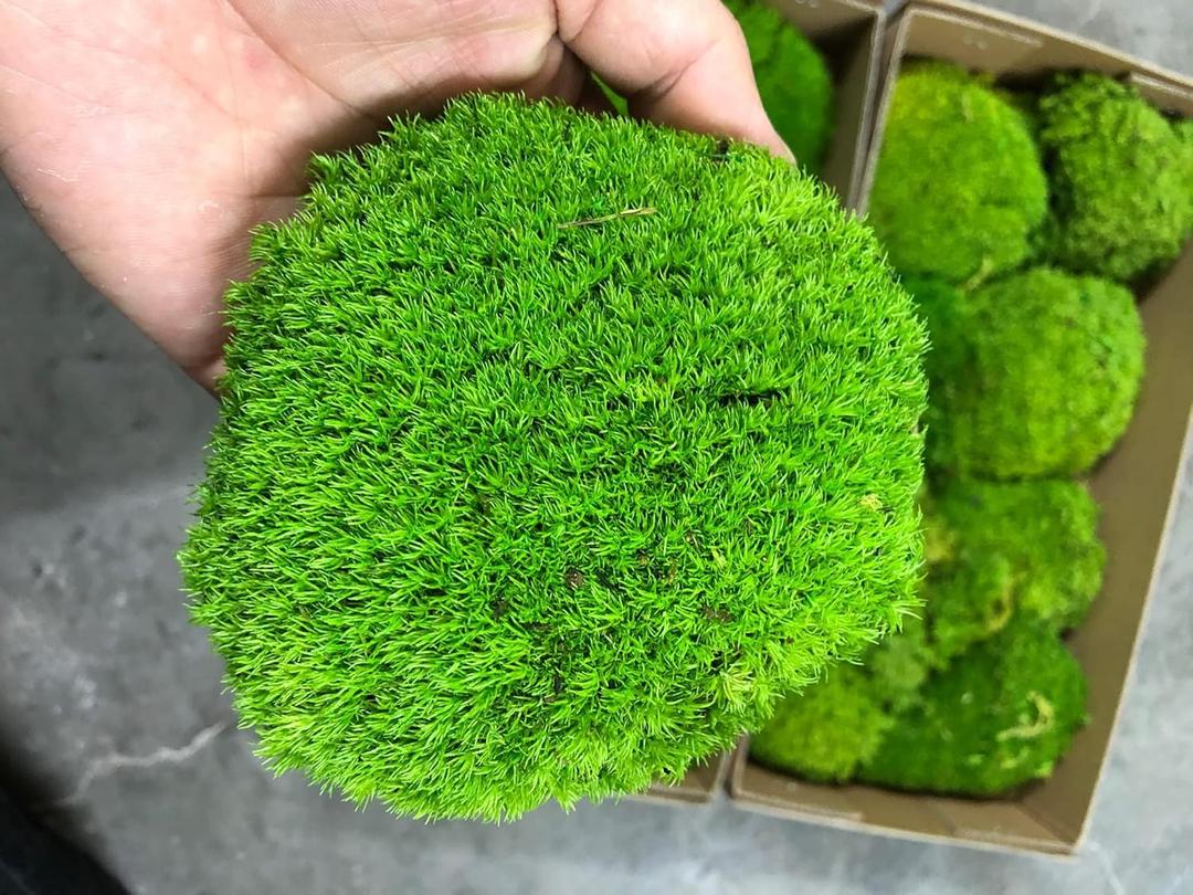 Preserved Pole Moss Pillow Bun Cushion Natural Green Decorative Real Natural Green DIY Kit Terrariums Gardenning Art Wall Decor Florist Decor Easter Table Wedding(1.5 sq.ft, Green-B)