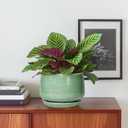 G EPGardening Ceramic Pots for Plants - 6 Inch Plant Pot with Drainage Hole and Saucer, Modern Ceramic Planter for Indoor Outdoor, Round Flower Planter, Gifts for Plants Lovers, Home Decor, Green