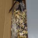 Babys Breath Artificial Flowers, 8 Bundles Gold Real Touch Fake Flowers Silk Flowers for Vase Home Office Wedding Spring Indoor Outdoor Centerpiece Table Party Mother's Day Decorations