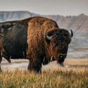 American Bison Wall Art